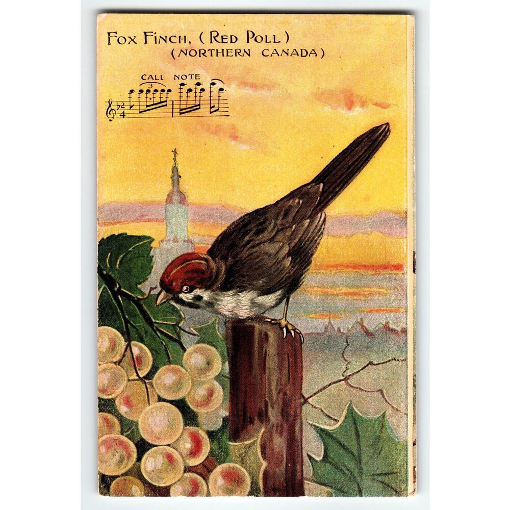 Vintage Fox Finch Bird Lithograph Postcard Northern Canada Call Note